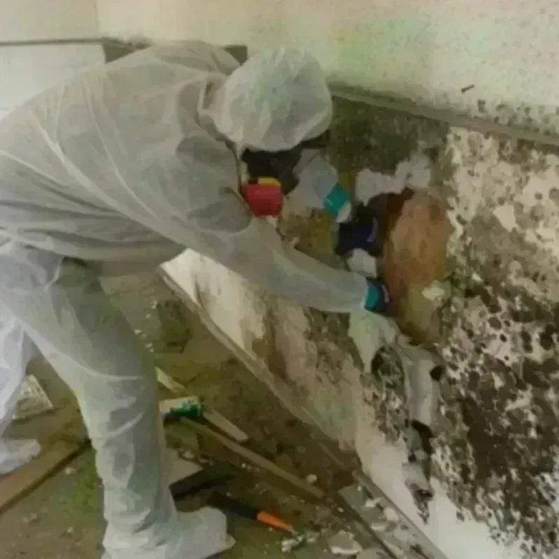 Mold Remediation and Removal in Bandera, TX